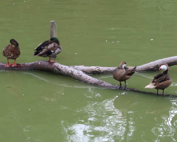 istock White-cheeked pintail (Anas bahamensis) and mallard on a branch 961421724