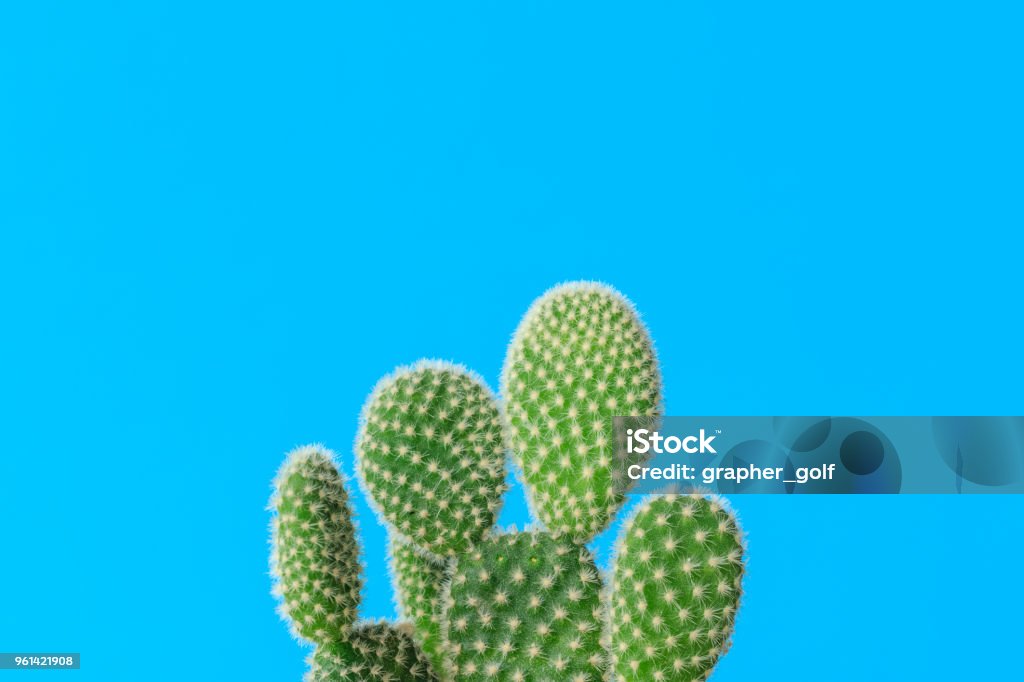 Cactus with colorful background. Cactus with cyan backgrounds, Summer creative concept, Minimal style. Blue Stock Photo