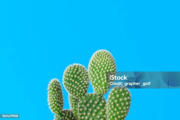 Cactus With Colorful Background Stock Photo - Download Image Now - Blue, Cactus, Bizarre