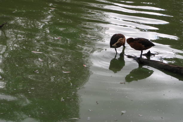 Villars-les-Dombes, France – September 12, 2017: photography showing white-cheeked pintail (Anas bahamensis), also known as the Bahama pintail or summer duck. The photography was taken from the town of Villars-les-Dombes, France.