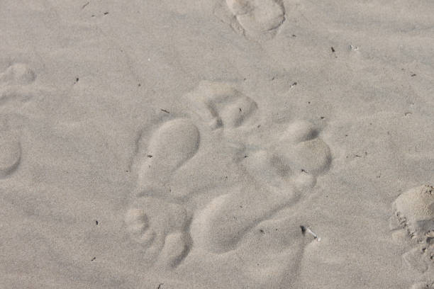 istock Two very distinct footprints in the sand at the beach going in opposite directions -  background 961422486