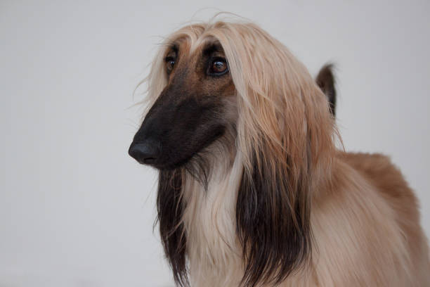 istock Cute afghan hound close up. Eastern greyhound or persian greyhound. 961425064