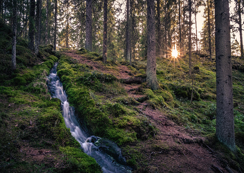 Forest landscape with idyllic stream and path at evening light in National Park Finland.