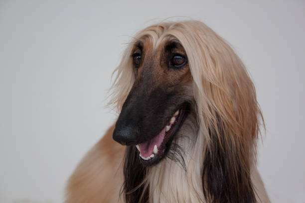 istock Cute afghan hound isolated on gray background. Eastern greyhound or persian greyhound. 961425840