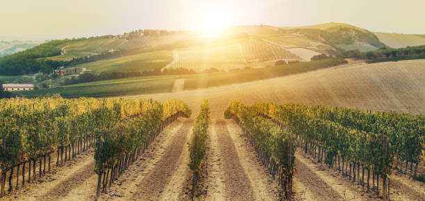 トスカーナ州、イタリアの畑の風景です。 - vineyard panoramic napa valley california ストックフォトと画像