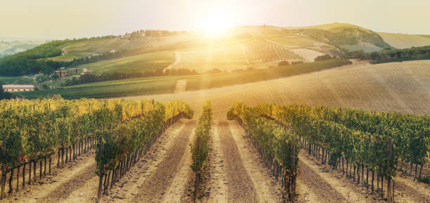istock Vineyard landscape in Tuscany, Italy. 961426794