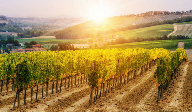 istock Vineyard landscape in Tuscany, Italy. 961426856