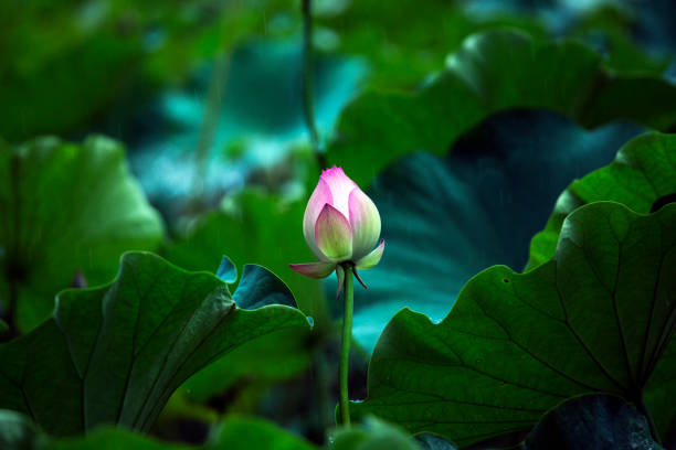 florescência de lótus no lago balançando na chuva - lotus pink petal closed - fotografias e filmes do acervo
