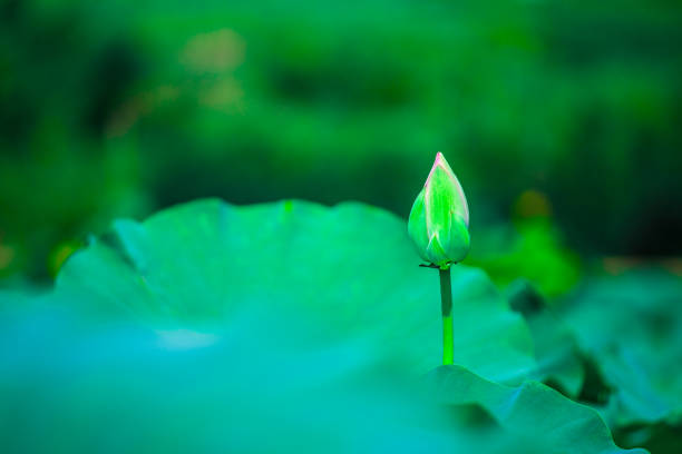 Clustered lotus leaves, elegant background pattern