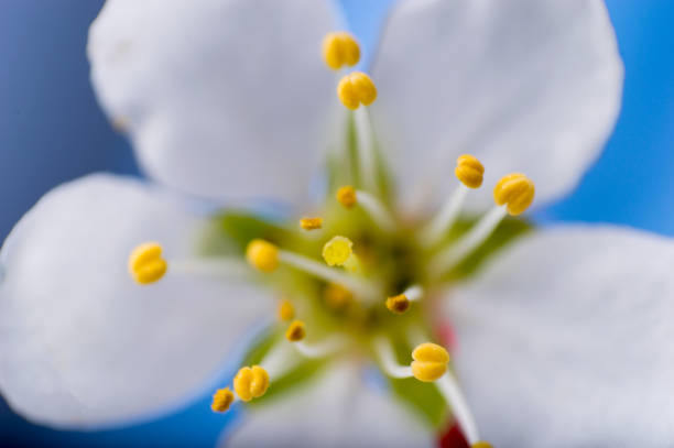 istock Macro of One white pear flower on blue dark blured background 961428872