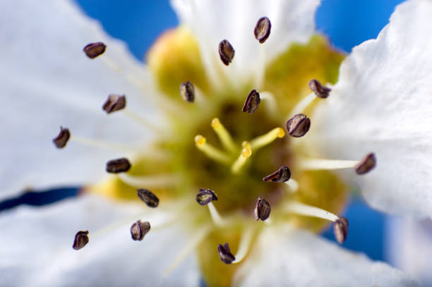 Macro of pear flower on blue dark blured background