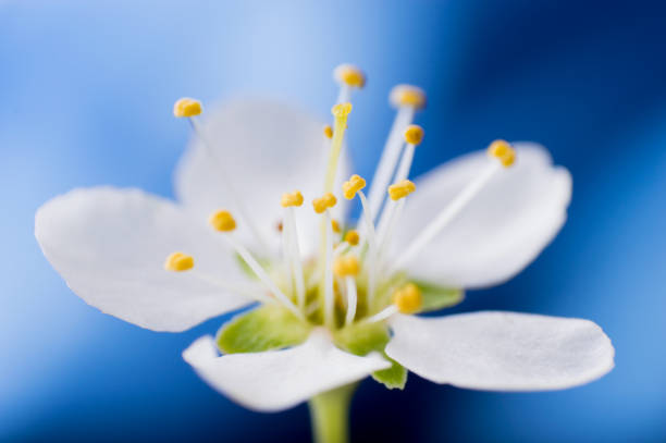 istock Macro of One white pear flower on blue dark blured background 961429054