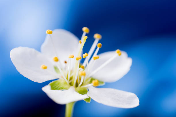 istock Macro of One white pear flower on blue dark blured background 961429088