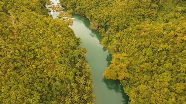 istock Loboc river in the rainforest Philippines, Bohol 961430448