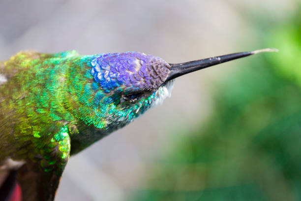 istock Small colibri multi color, dead when colliding against window in city. 961432472