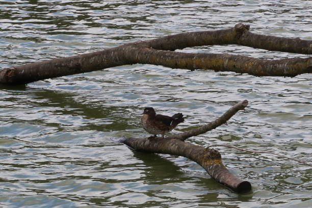 istock Laysan duck (Anas laysanensis), also known as the Laysan teal 961434378