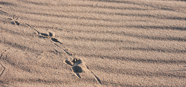 Footprints across the sand