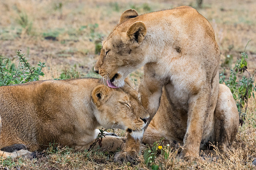 Lioness taking care of each other.