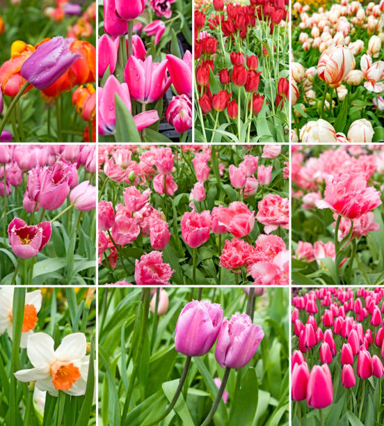 istock Beautiful flowers in the garden 961434874