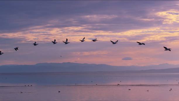 istock Birds Flying Over Sea Against Sky During Sunset 961435712