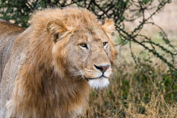 istock Lion, close-up of head, Africa 961440334