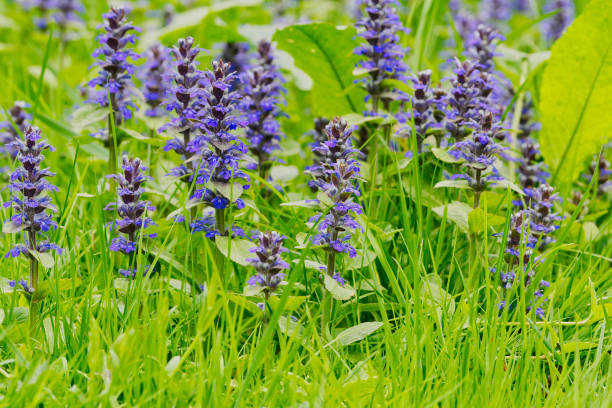 búgula (ajuga genevensis) en carácter - ajuga fotografías e imágenes de stock