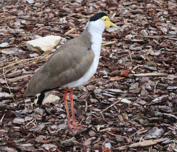 istock Masked lapwing (Vanellus miles), also known as the masked plover and often called the spur-winged plover or just plover 961442114
