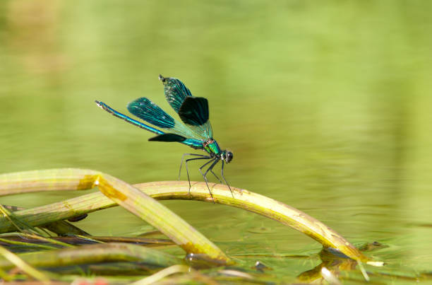 istock Dragonfly sitting on a water stick 4 961442222