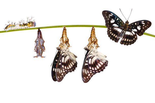 istock Isolated transformation from chrysalis of Black-veined sergeant butterfly ( Athyma ranga ) hanging on twig 961442408