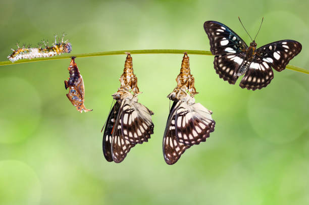 istock Transformation from chrysalis of Black-veined sergeant butterfly ( Athyma ranga ) hanging on twig 961442520