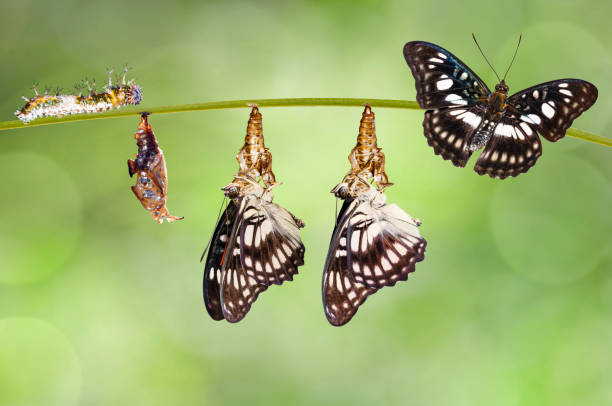 transformation from chrysalis of black-veined sergeant butterfly ( athyma ranga ) hanging on twig - metamorphism imagens e fotografias de stock
