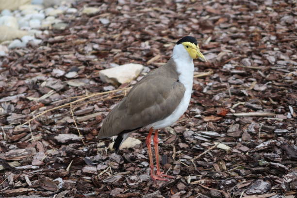 istock Masked lapwing (Vanellus miles), also known as the masked plover and often called the spur-winged plover or just plover 961443008