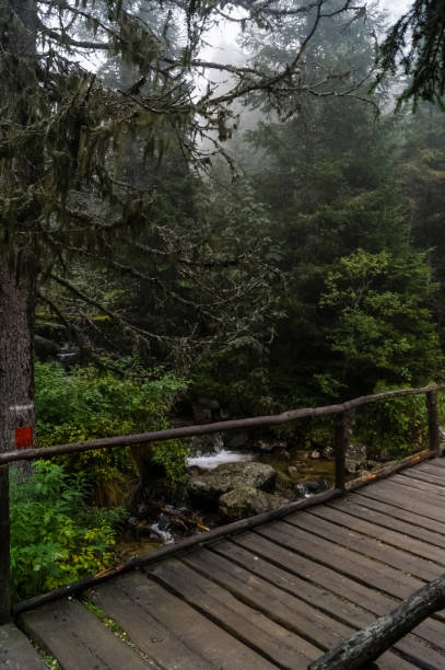 istock wooden bridge in the woods 961443166