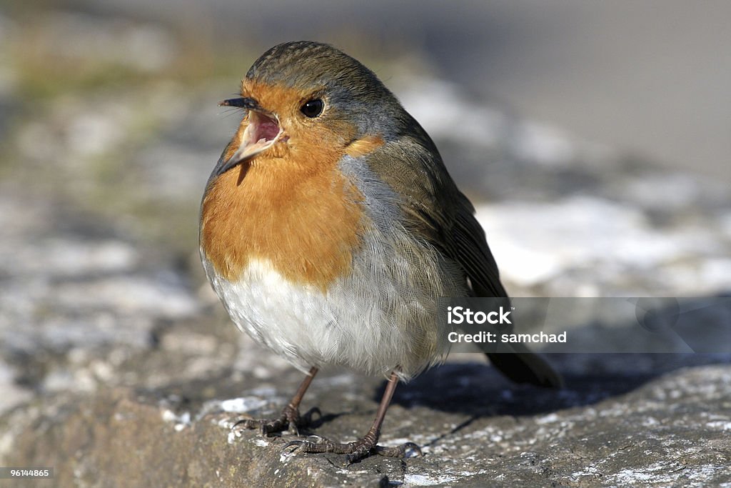 Cantando Robin - Foto de stock de Animal royalty-free