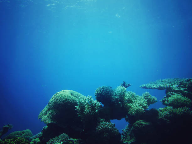 istock Underwater coral reef in red sea 961452740