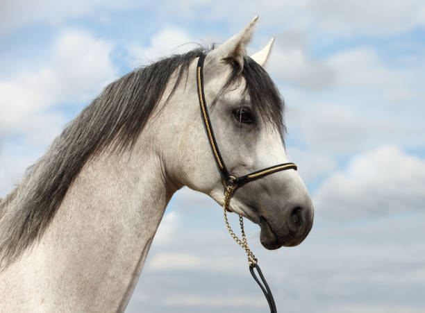 Arabian horse, dapple gray, portrait, wearing a show halter Arabian horse, gray, portrait, wearing a show halter in sky background dog and pony show stock pictures, royalty-free photos & images
