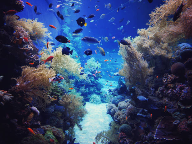 istock Underwater coral reef in red sea 961453438