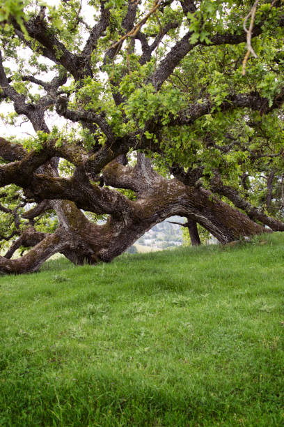 울퉁불퉁한 오크 나무 - twisted branch tree california 뉴스 사진 이미지