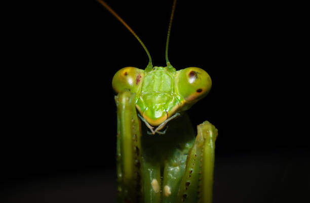 istock close up macro of green praying mantis 961458222
