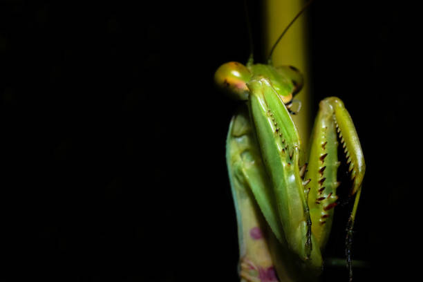 istock close up macro of green praying mantis 961458228