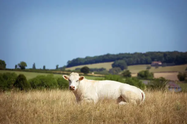 Theme is agriculture and divorce of cattle. One white cow stands, walks on the field with yellow grass against of the hills outside the city in village in the summer in the Burgundy region in France.