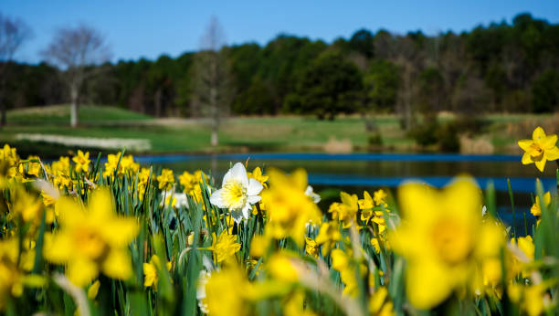 dafodil bulbes en pleine floraison sur un ciel bleu brillant - spring daffodil flower sky photos et images de collection