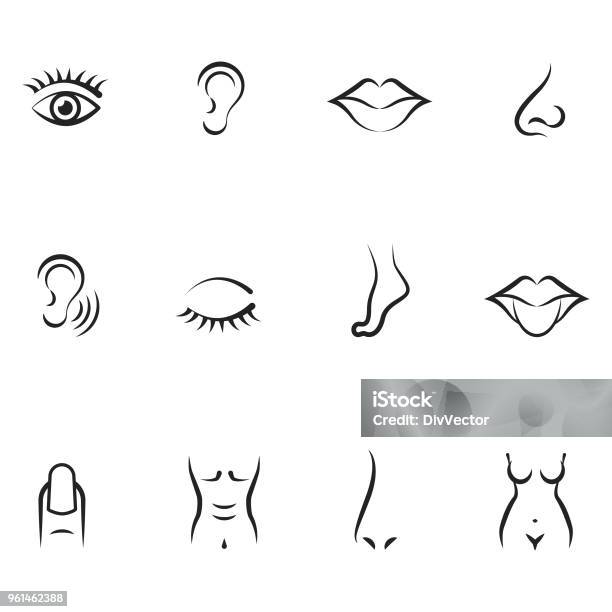 Five Human Senses Icons Stock Illustration - Download Image Now - Drawing - Art Product, Ear, Nose