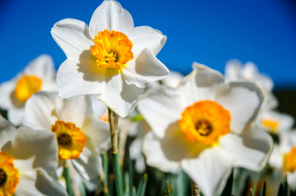Dafodil bulbs against a brilliant blue sky are at full-bloom in early Spring