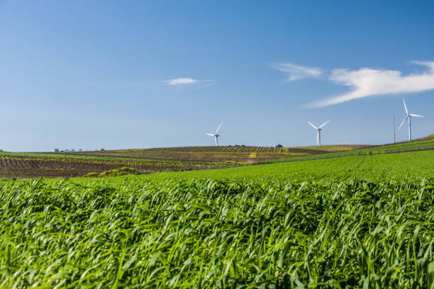 緑の野原、風力タービン、青い空。再生可能エネルギー - windmill cultivated land crop day ストックフォトと画像