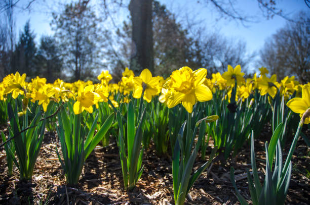 istock Dafodil Bulbs in Full Bloom Against a Brilliant Blue Sky 961467568