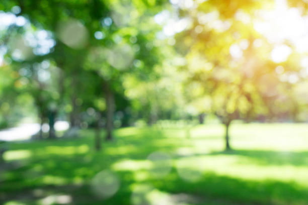 istock defocused bokeh background of garden trees in sunny day 961468998