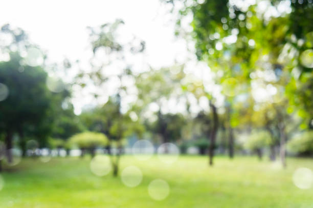 istock Green trees during the morning sunrise in the park. 961469862