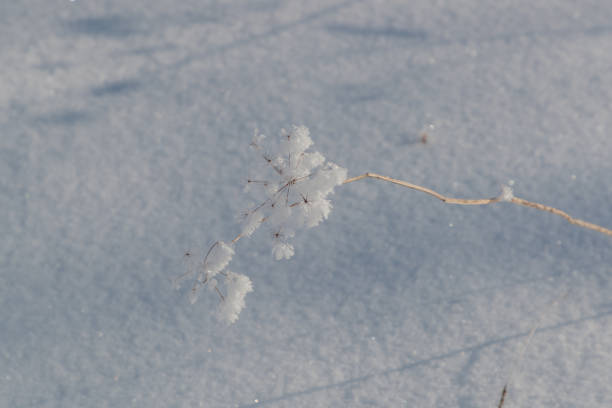 istock weak and dry branch of a plant with snow 961471154