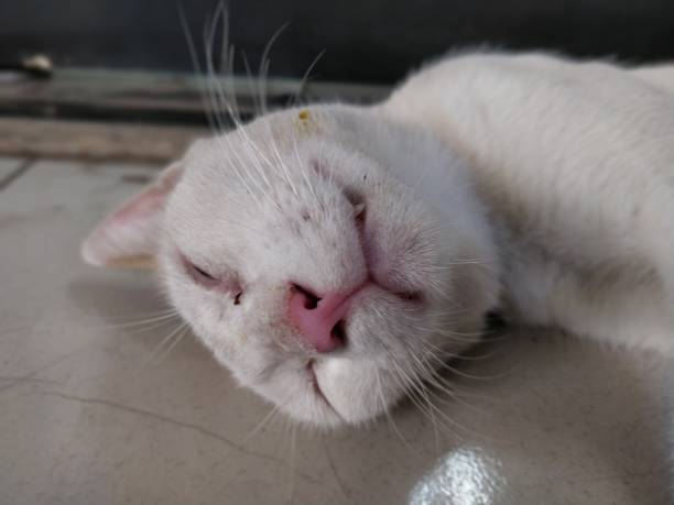 istock Portrait of a Cat 961471182